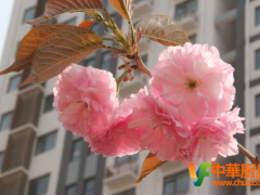 陽(yáng)春三月助力中華<span id=